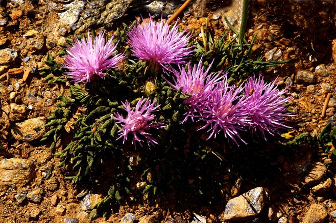  p>多花苓菊(学名:jurinea multiflora (l.) b. fedtsch.