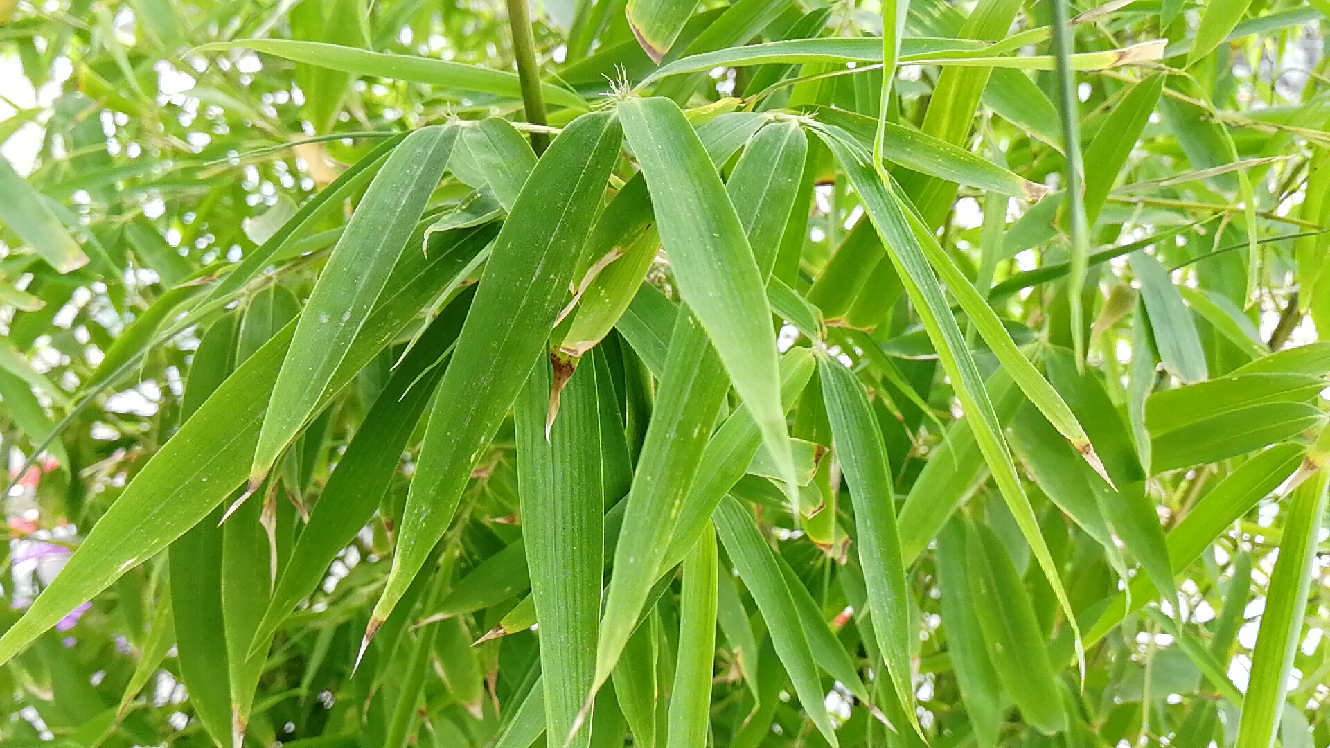 data-lemmaid="2458872">禾本科 /a>竹属植物的叶