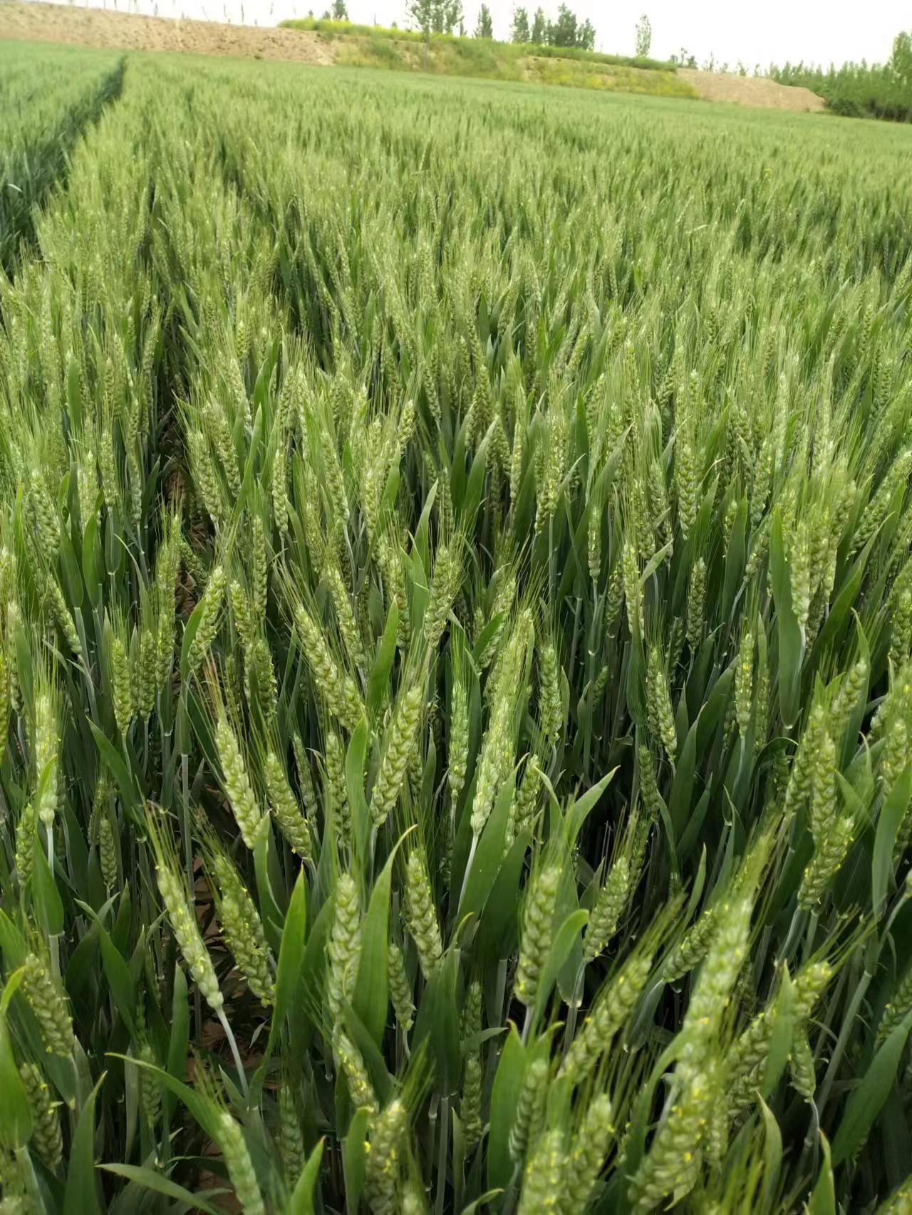  p data-id="shzvuipdmwon">山农42号是一个小麦品种, b>育种者: /b> 