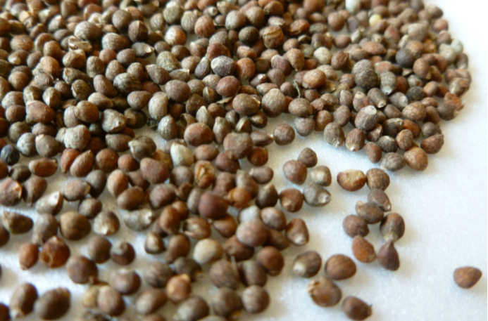 餐桌上的贵族 紫苏籽 百科ta说