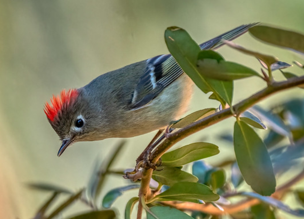  p data-id="gnaw9567mz">红冠戴菊(学名: i>corthylio calendula /i>