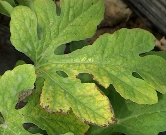 西瓜细菌性软腐病