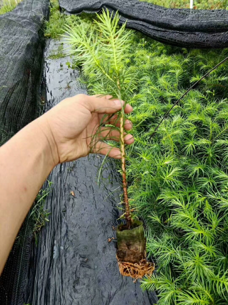 杉木_百度百科