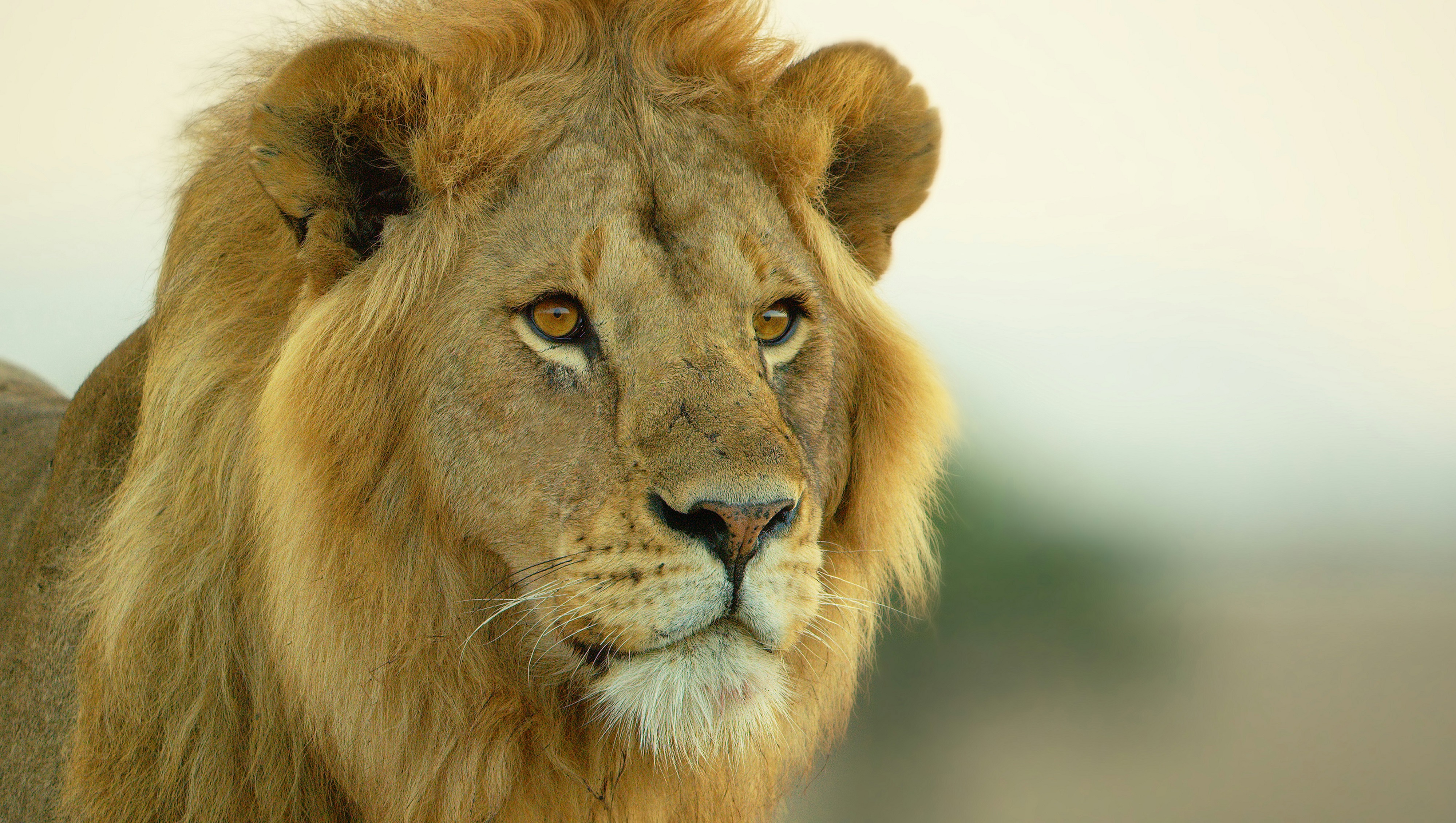 塞伦盖蒂第二季