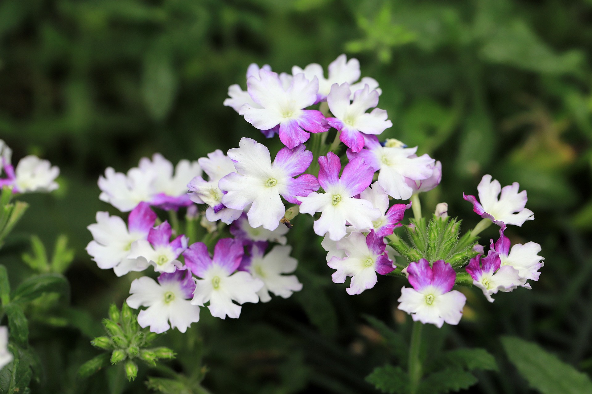  p>细叶美女樱(学名: i>glandularia /i>  i>tenera /i> (spreng.