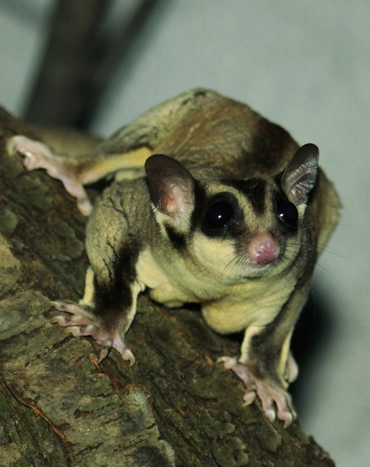  p>蜜袋鼯(学名:petaurus breviceps)是袋鼯科,袋鼯属哺乳动物.