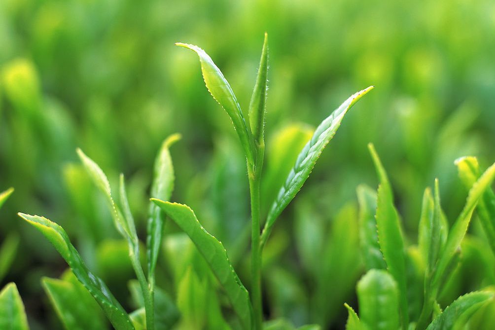  p data-id="gnyu8ymu1q">谷雨春是一种茶叶,产于 a target="_blank"