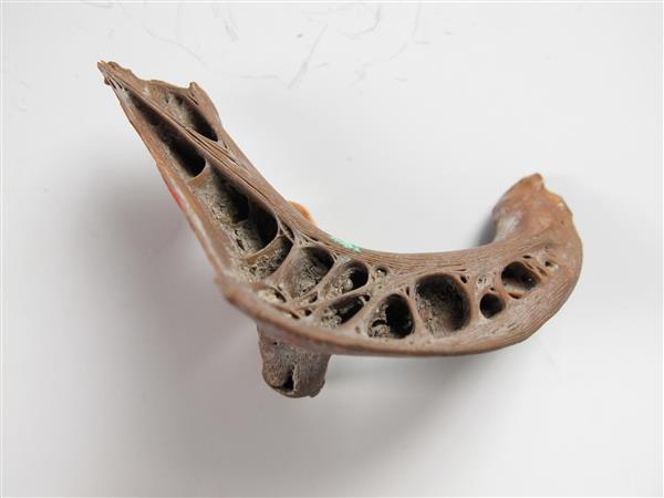 新石器时代河姆渡文化鲤鱼咽喉齿