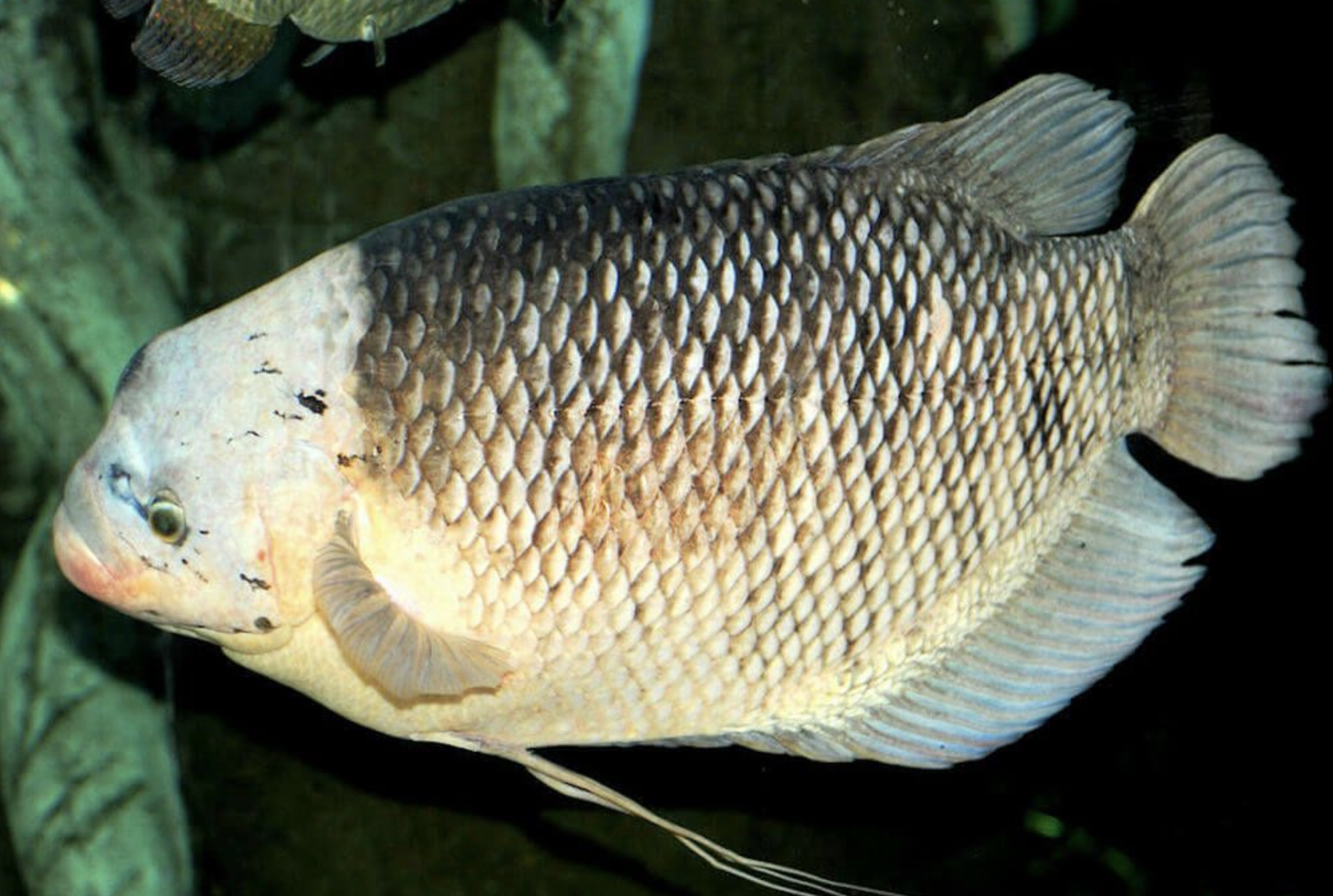 丝鲈(学名: i>osphronemus goramy /i>)是丝足鲈科,丝足鲈属淡水鱼类