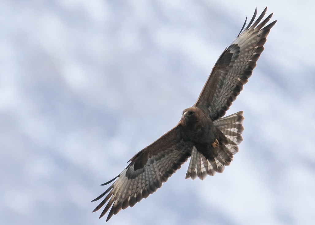  p>喜山鵟(学名: i>buteo refectus /i>):是鹰科,鵟属鸟类,曾经是 a