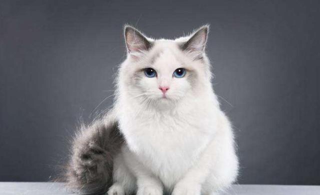  p>长毛暹罗猫又称巴厘猫或爪哇猫.