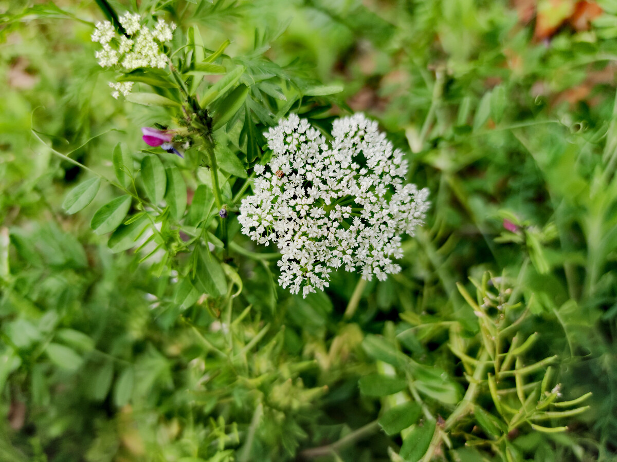 spreng.)是伞形科蛇床属一年生草本植物.