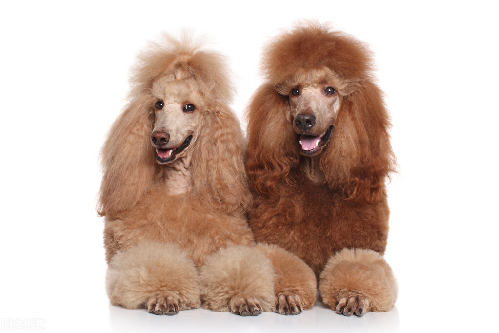 class="ref" data-ctrid="tfxoebccbzcn">贵宾犬原产于法国和欧洲中部