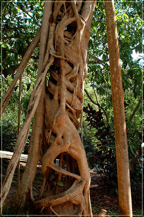  p data-id="gnwnpdifvs">绞杀现象是原始森林中的一道奇特景观,如在