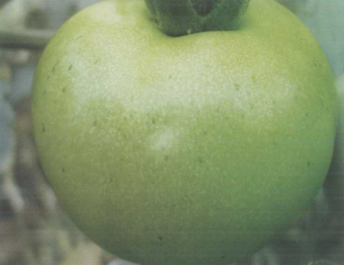 番茄细菌性斑点病