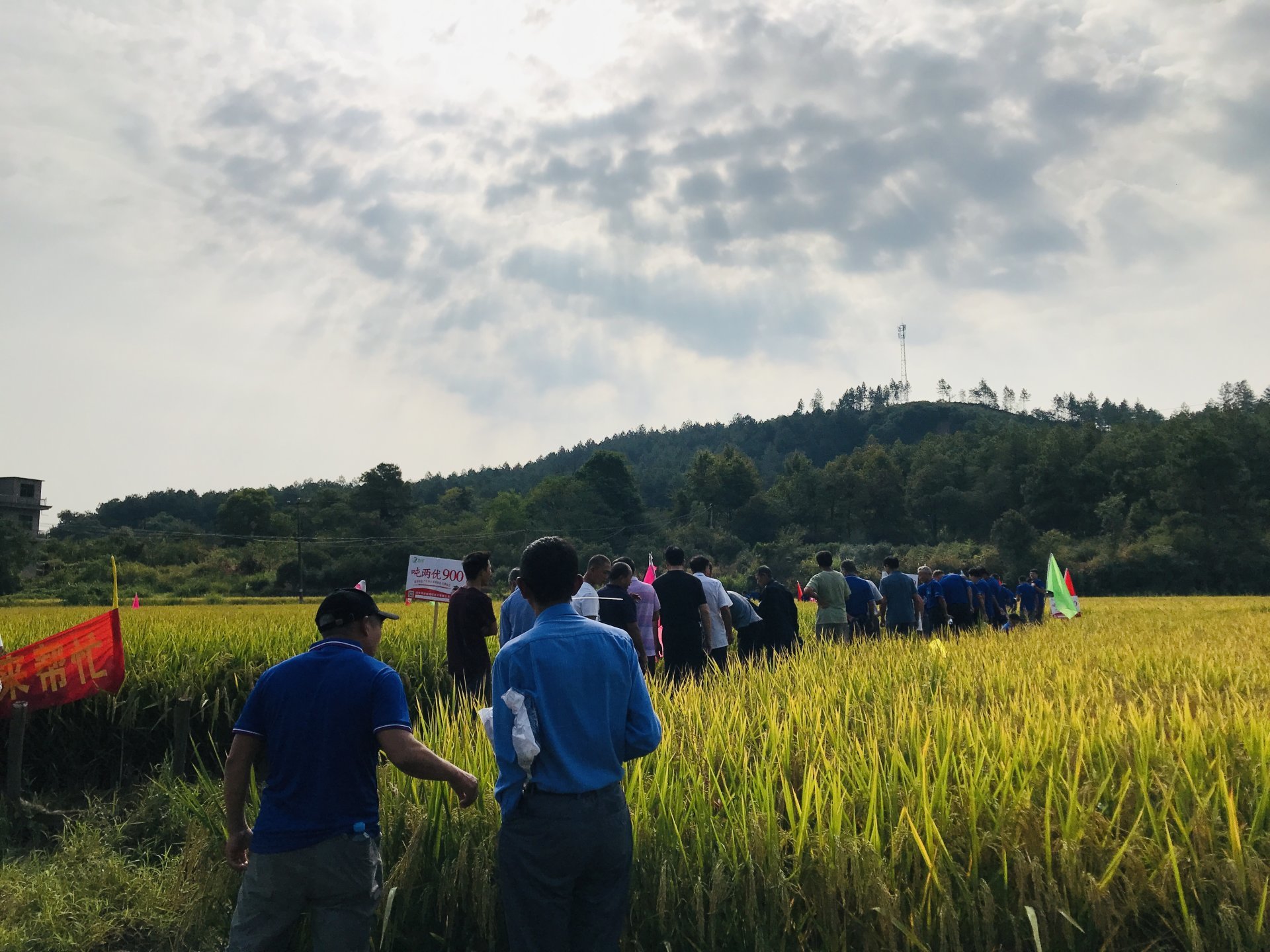 两优900是 a target="_blank" href="/item/湖南袁创超级稻技术有限