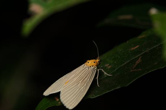 黄闪拟灯蛾_百度百科