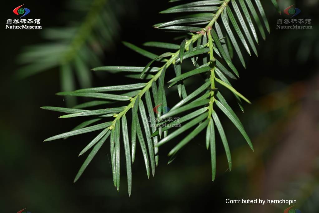 密叶红豆杉