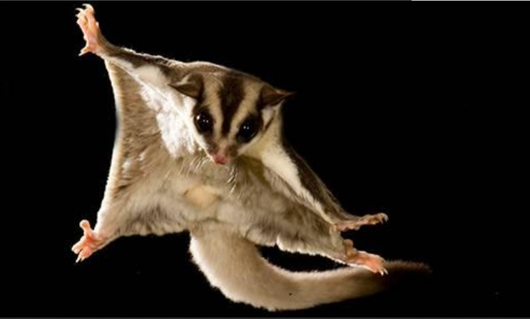  p data-id="gn532vjfrs">低泡鼯鼠也叫海南小飞鼠,是小型飞鼠.