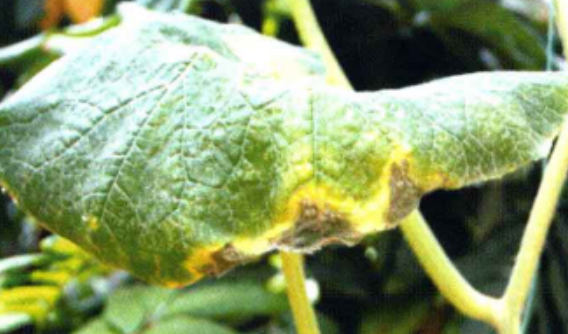 南瓜蔓枯病