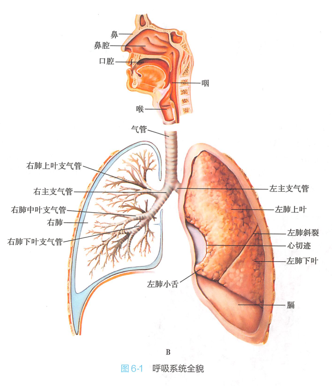 href="/item/呼吸道/2540225" data-lemmaid="2540225">呼吸道 /a>和 