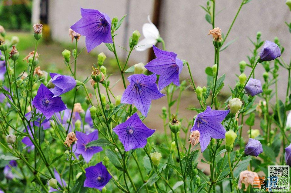 是桔梗科桔梗属的多年生草本植物,根粗壮;植株不分枝,极少数上部分枝