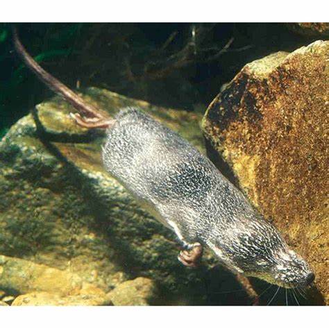  p>斯氏水麝鼩,学名chimarrogale styani,属于鼩鼱科水麝鼩属的动物.