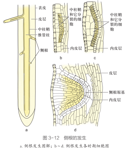 侧根_百度百科