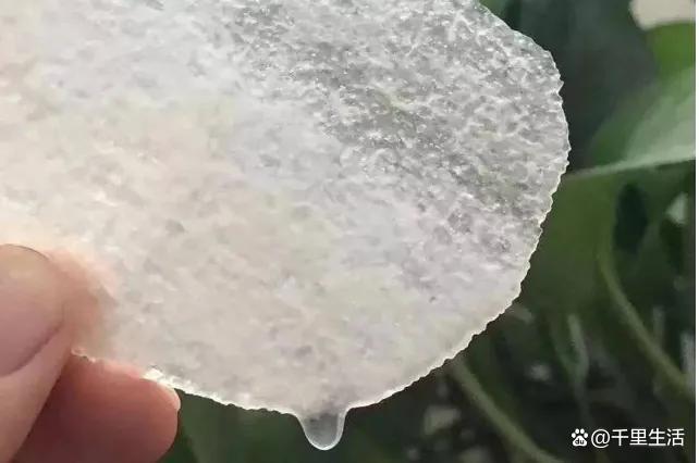 山东秋月梨，细腻宛如初秋水，肉白堪比中秋月，吃一口，馋一年_百科TA说