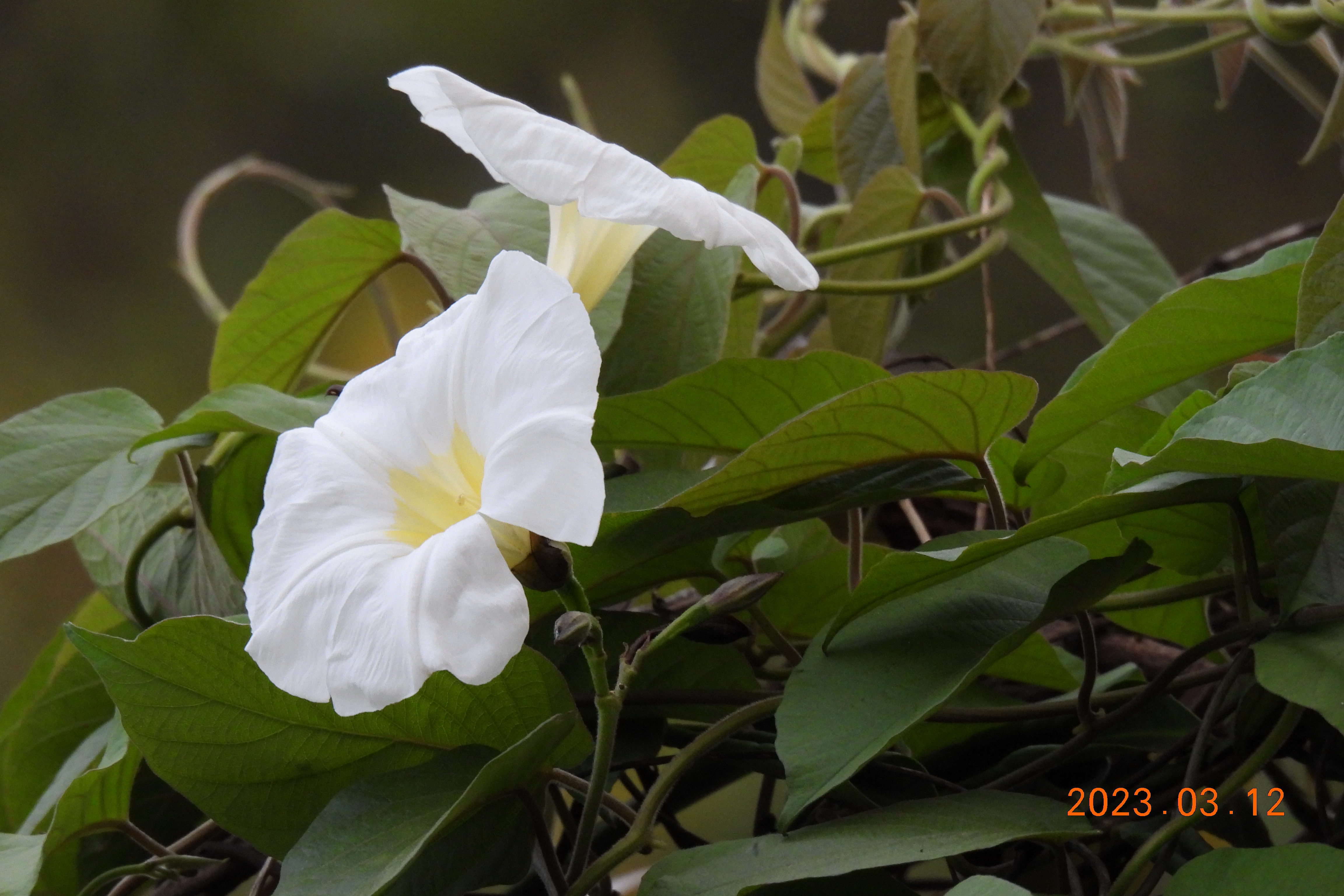  p data-id="tzzp69ymxudl">白鹤藤( i>argyreia acuta /i> lour.