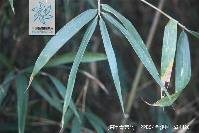  p>狭叶青苦竹(学名: i>pleioblastus chino /i> (franch. et savat.