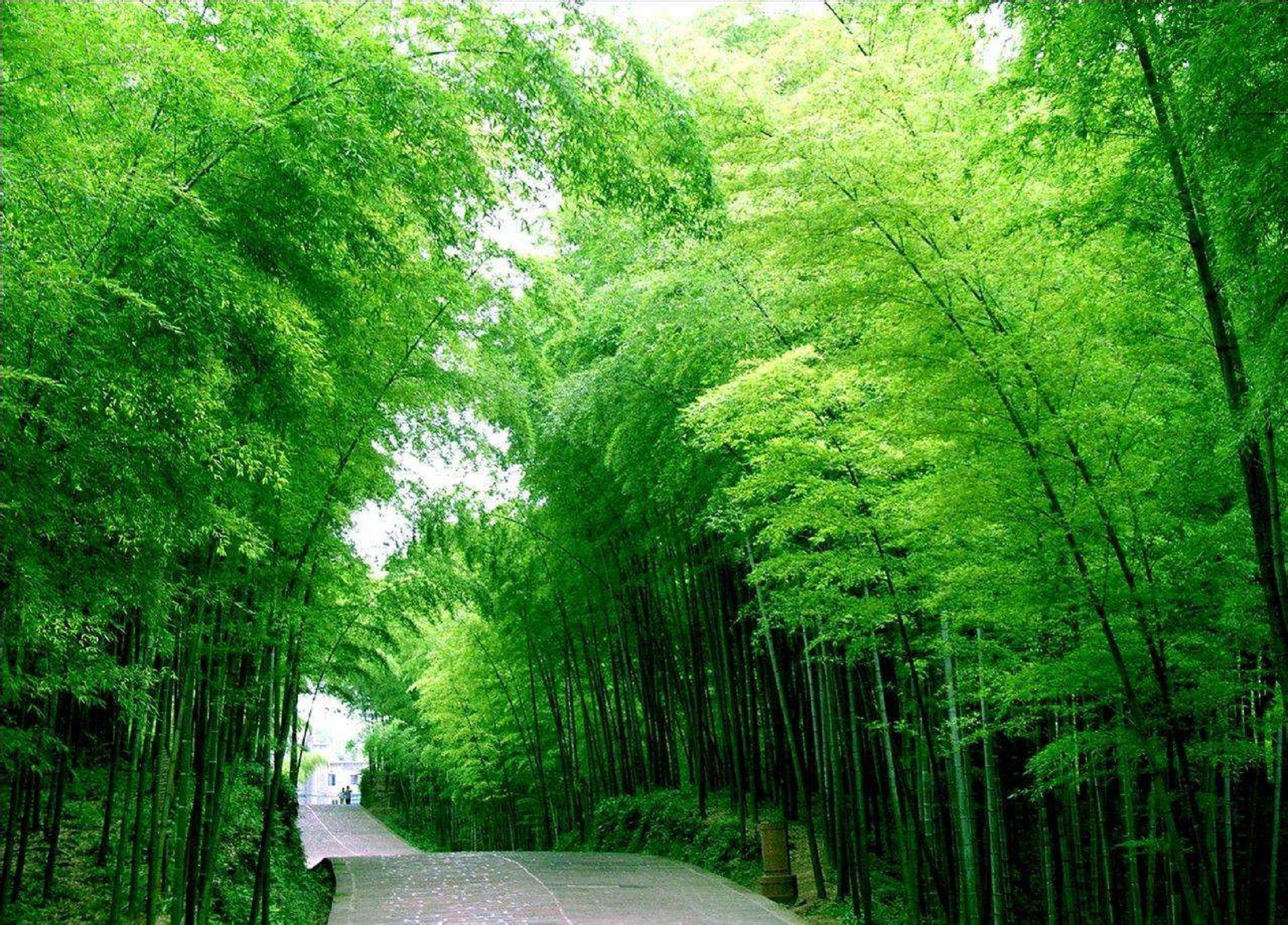 安吉大竹海图片大全,安吉大竹海_文秘苑图库