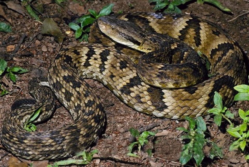  p>原矛头蝮(学名: i>protobothrops mucrosquamatus /i>),又名为龟壳