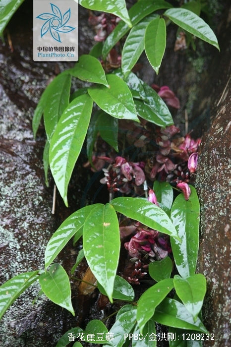 香花崖豆藤