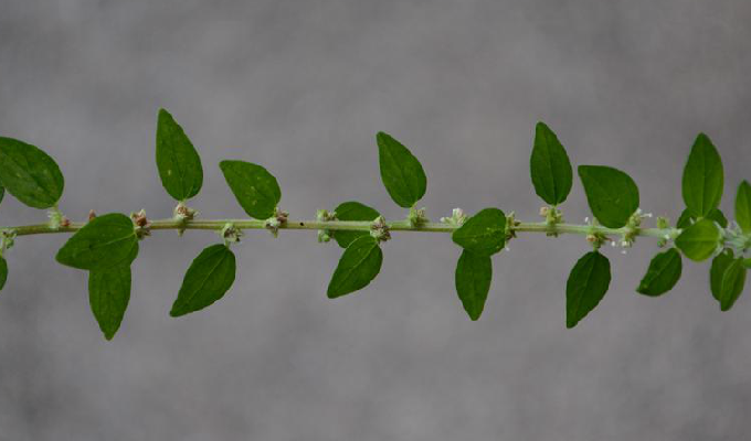  p>雾水葛属(学名:pouzolzia gaudich.