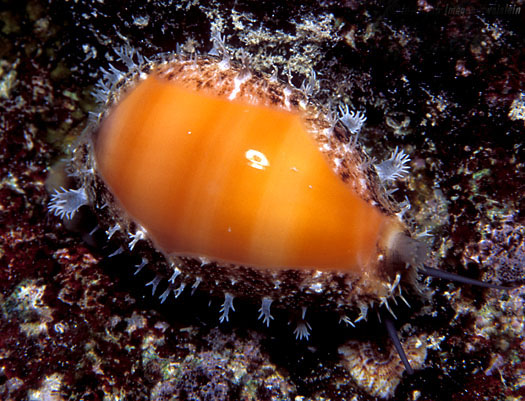  p>紫口宝螺(学名:lyncina carneola carneola)