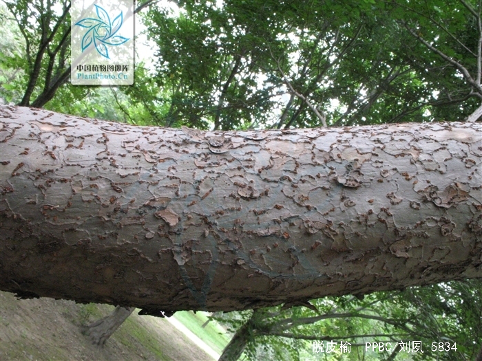  p>脱皮榆(学名: i>ulmus lamellosa /i> t. wang et s. l.