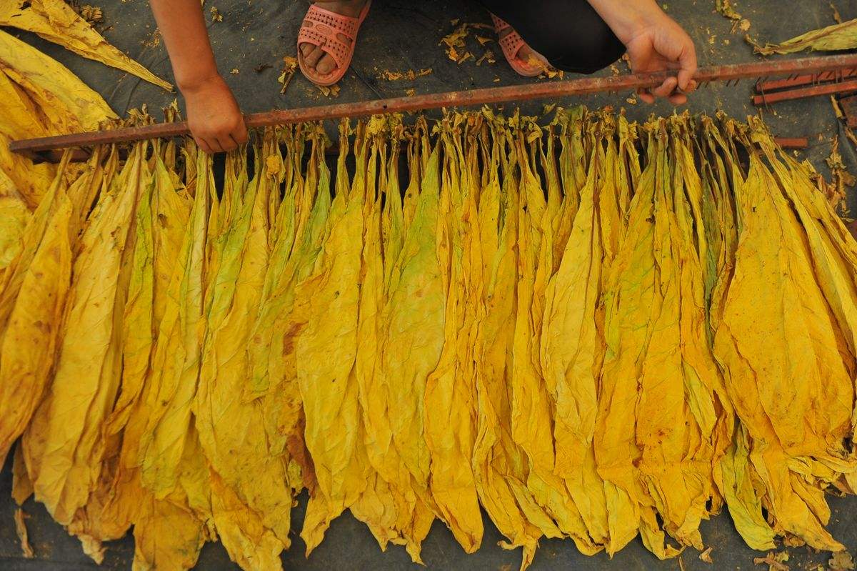 凉山清甜香烤烟