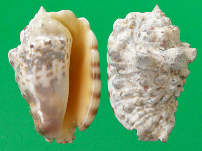  p>粗瘤凤凰螺(学名:lentigo lentiginosus)雌雄异体.