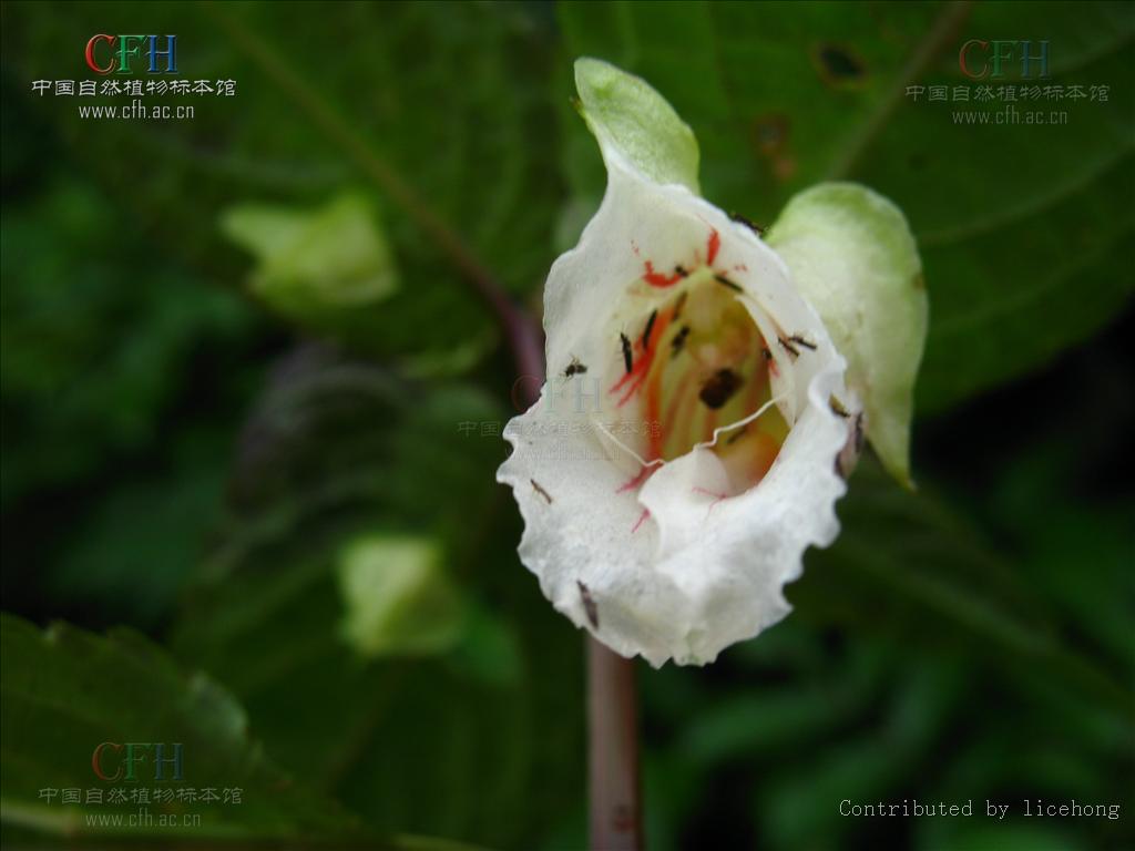紫萼凤仙花