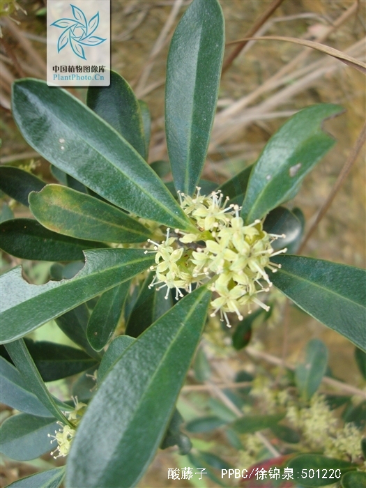  p>酸藤子( a href="#" data-lemmaid="8074290">学名 /a>:embelia