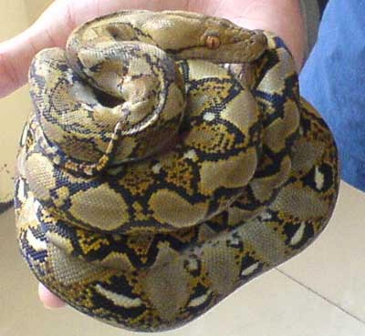 蟒/11274632" data-lemmaid="11274632">霸王蟒 /a>,网蟒,是蛇亚目,蛇