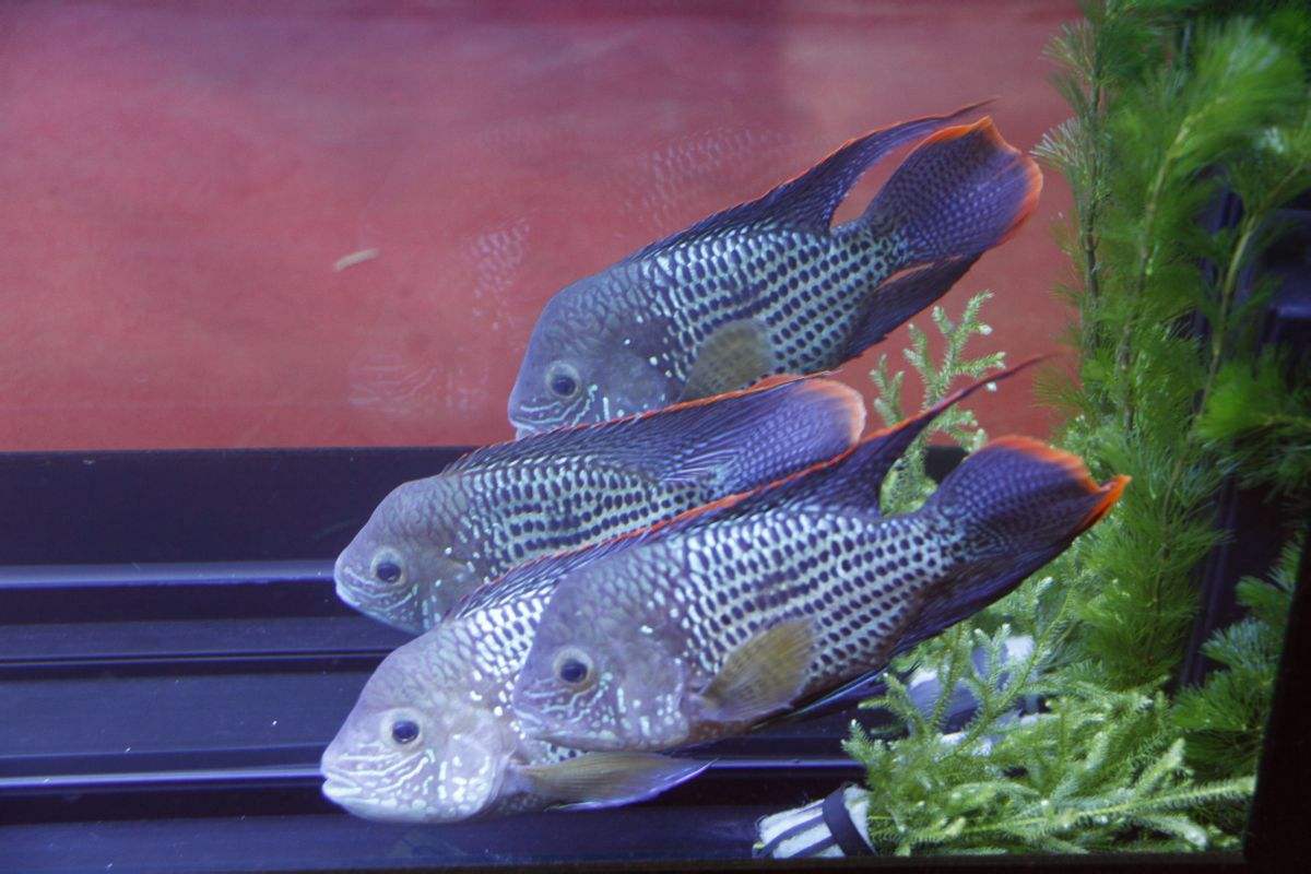  p> a href="#" data-lemmaid="7024132">红尾皇冠鱼 /a>,学名