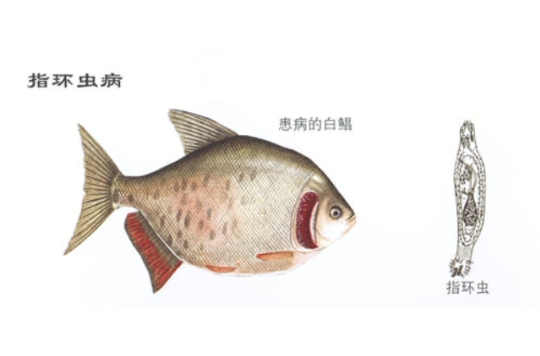 近红(鱼白)指环虫