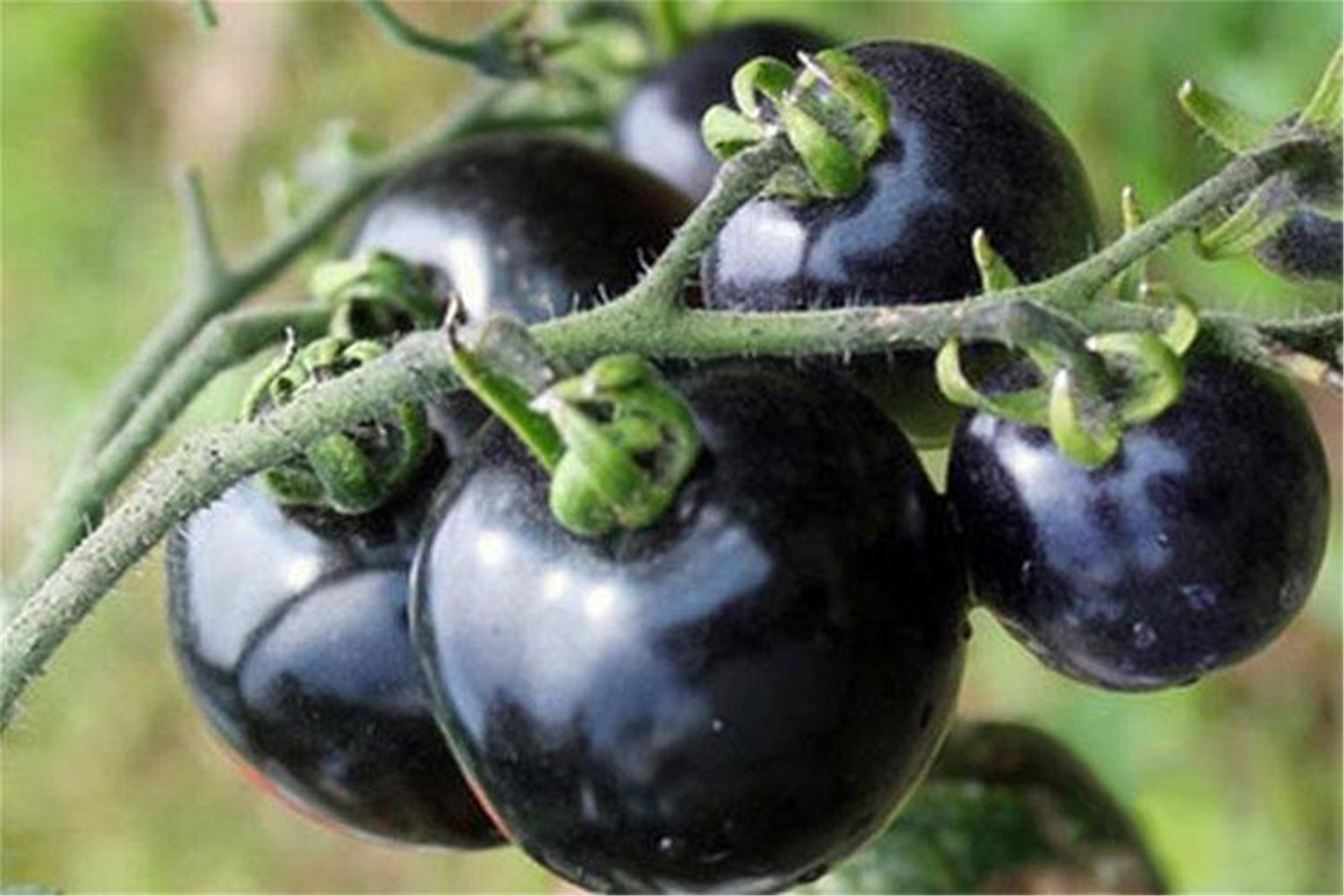  p>黑番茄(black tomato)原产南美洲,是番茄家族的珍品,因其果色和
