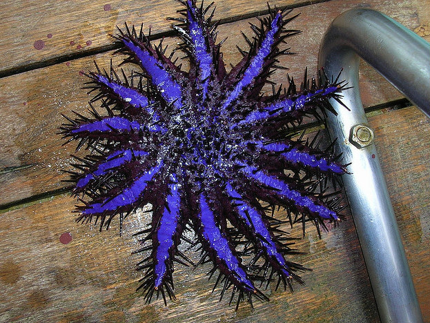 crown-of-thorns sea star