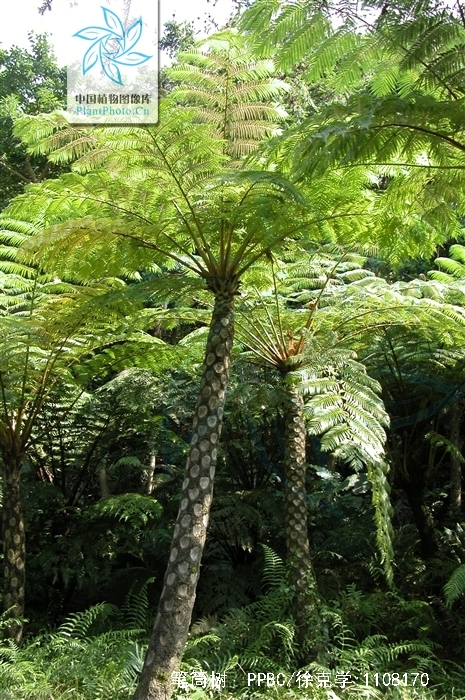sphaeropteris lepifera (j. sm. ex hook.) r. m. tryon