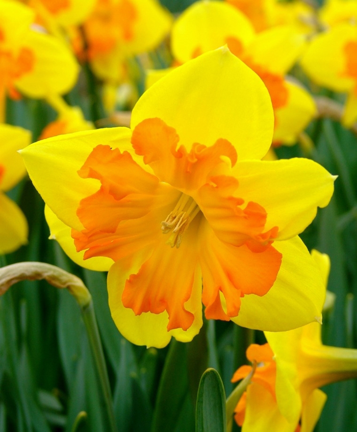 narcissus pseudonarcissus subsp. calcicarpetanus (fern.
