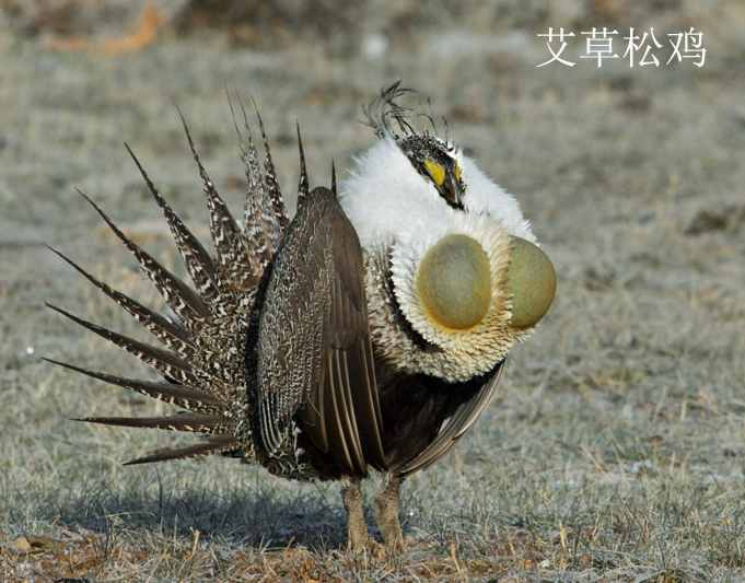  p>松鸡科(学名:tetraonidae):有8属19种.