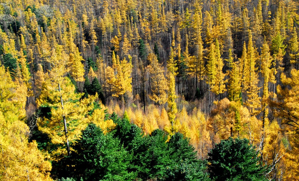  p>龙胆木属(richeriella pax et hoffm.